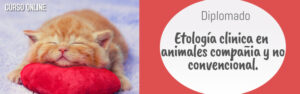 Diplomado Etología clínica en animales compañía y no convencionales.