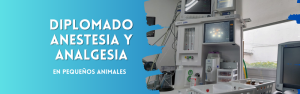 Diplomado en Anestesia y Analgesia en pequeños animales