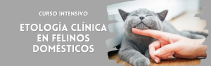 Curso Intensivo Etología Clínica en felinos domésticos